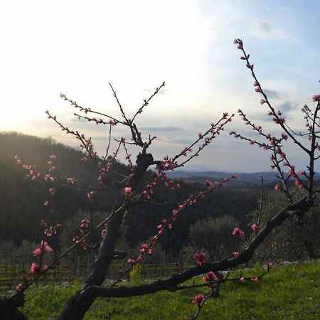 Agriturismo San Silvestro San Donato in Poggio 外观 照片