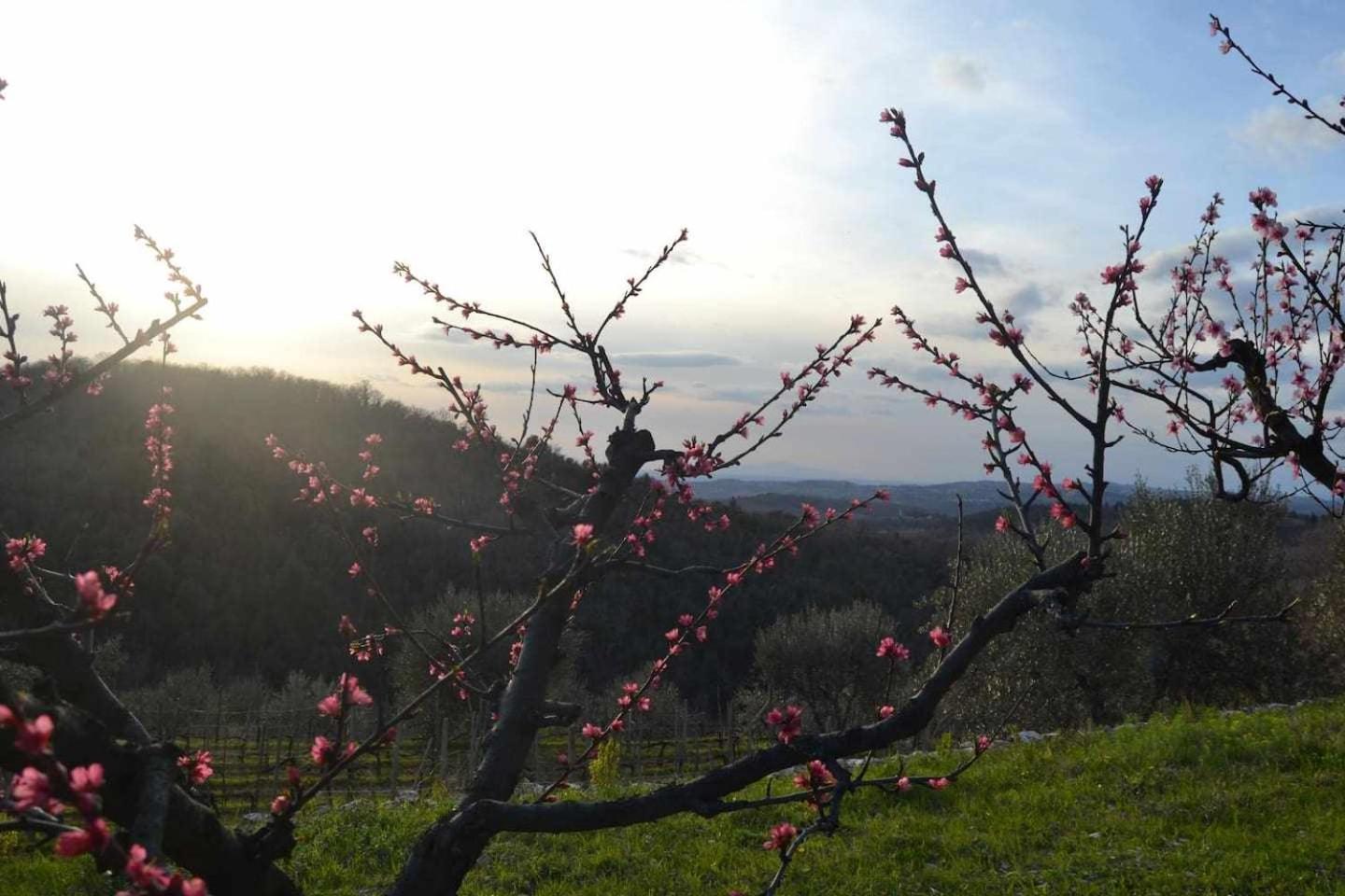 Agriturismo San Silvestro San Donato in Poggio 外观 照片