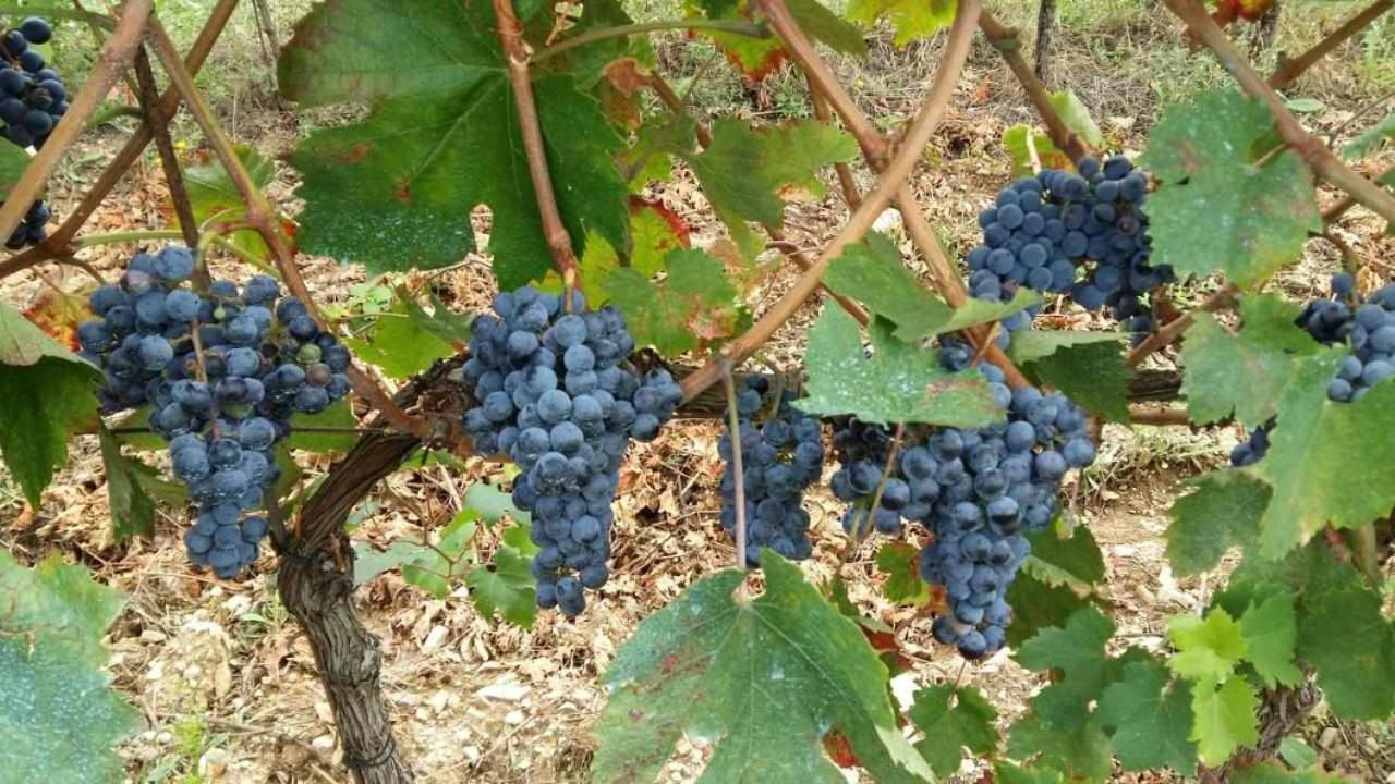 Agriturismo San Silvestro San Donato in Poggio 外观 照片